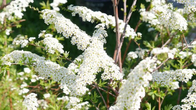 White spirea flowers blooming on shrub branches in spring garden. Decorative bush with tiny blossoms. Nature foliage and botanical concept for seasonal landscape.
