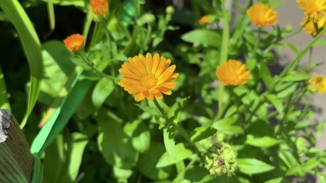 Orange calendula blooming in the flower garden