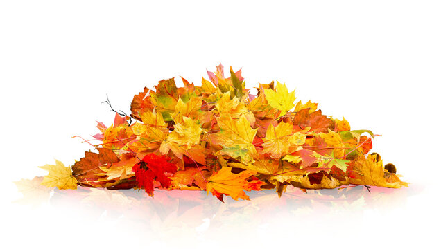 pile of autumn leaves isolated on transparent background