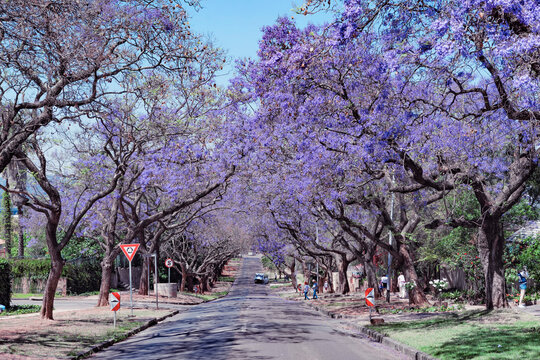 Purple Jacaranda Trees Lining a Serene Street in Pretoria, South Africa