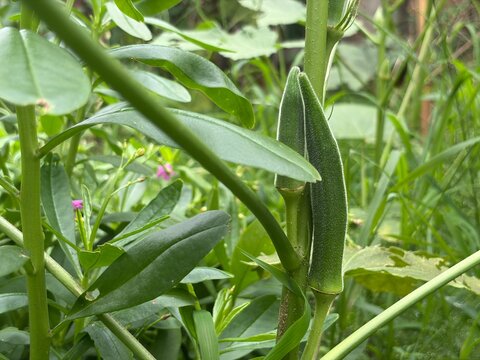 Bhendi, Ladies Finger, Ladies Finger Tree, Okra Abelmoschu ,Bhendi Plant ,Ladies Finger Plant
