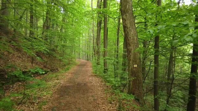 Lush green forest trail in spring, scenic woodland path through dense deciduous trees, vibrant summer foliage in a peaceful temperate forest