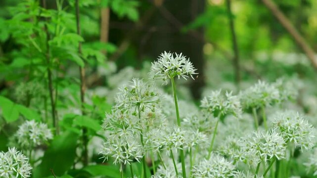 Wild garlic blooming in spring forest, white ramson flowers in green woodland, edible wild herbs growing in nature, fresh bear garlic blossoms