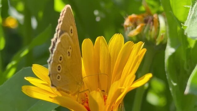 Video of brown satyr butterfly with dark spots on its wings (lat. Satyridae) drinking nectar on an orange marigold  (Lat. Calendula) flower  in the garden аflowerbed on sunny summer day