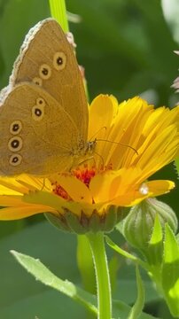 Vertical video of gray-brown satyr butterfly with dark spots on its wings (lat. Satyridae) drinking nectar on orange marigold (Lat. Calendula) flower on sunny summer day in garden. Close-up view