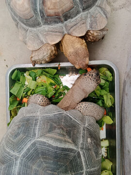 Two large tortoises enjoying fresh healthy green salad in a metal rectangular bowl full of garden vegetables. Suitable for pet and foodrelated themes.