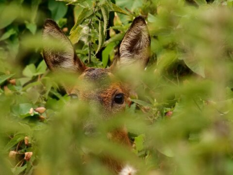 Roe deer