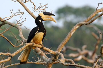 A magnificent Malabar Pied Hornbill (Anthracoceros coronatus) perched on a bare tree branch in Sri Lanka. Recognized by its striking black-and-white plumage and impressive yellow casque. © Bandura