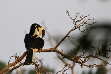 A magnificent Malabar Pied Hornbill (Anthracoceros coronatus) perched on a bare tree branch in Sri Lanka. Recognized by its striking black-and-white plumage and impressive yellow casque. © Bandura