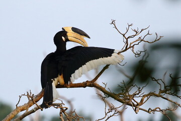 A magnificent Malabar Pied Hornbill (Anthracoceros coronatus) perched on a bare tree branch in Sri Lanka. Recognized by its striking black-and-white plumage and impressive yellow casque. © Bandura