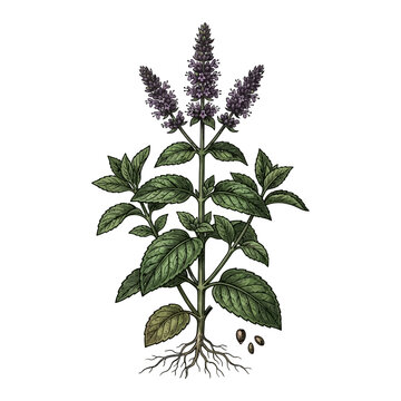 Sweet Basil Botanical Engraving Illustration with Flower Spikes Isolated on White Background