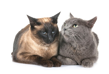Chartreux cat and siamese cat © cynoclub