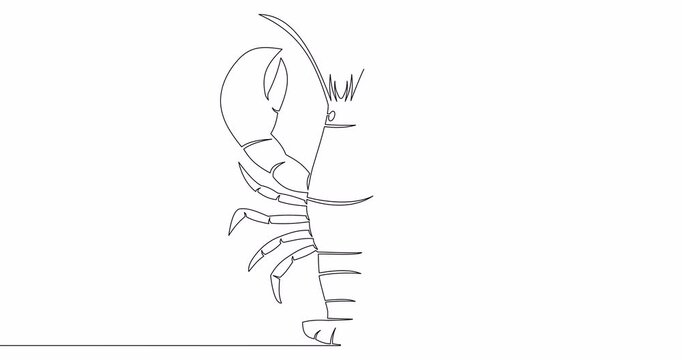 Self drawing line animation drawing crayfish silhouette continuous one single line drawn concept video