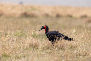 Southern ground hornbill stands in profile among dry grass - Masai Mara National Reserve, Kenya, African wildlife safari photography © theStorygrapher