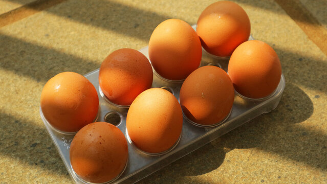 Fresh Brown Chicken Eggs on Plastic Egg Tray Under Fence Shadow
