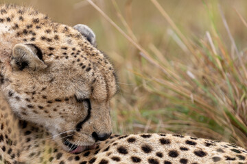 Cheetah grooms itself with its eyes closed and tongue out - Masai Mara National Reserve, Kenya, African wildlife safari photography © TheStorygrapher