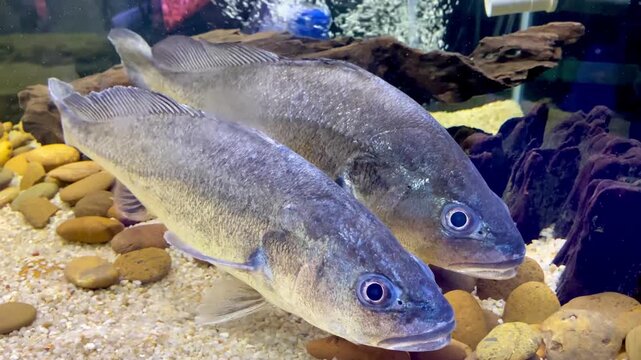 Croaker of Freshwater Fish in Aquarium Tank