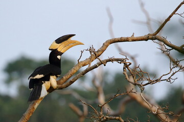 A magnificent Malabar Pied Hornbill (Anthracoceros coronatus) perched on a bare tree branch in Sri Lanka. Recognized by its striking black-and-white plumage and impressive yellow casque. © Bandura
