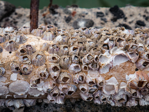 Dense Barnacle Colony Covering Weathered Bamboo Pole
