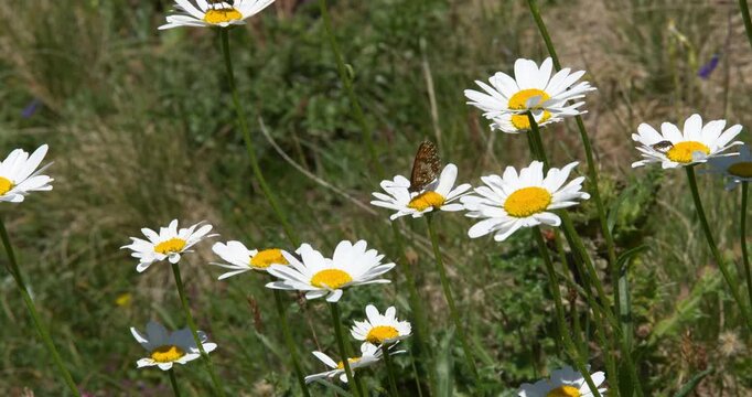 Macro - A butterfly on some alpine daisies