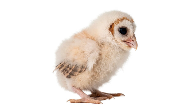 Tiny fluffy white baby chick or owlet standing isolated on transparent background