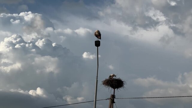 Large wild stork standing on a street lamppost high above the city skyline, urban wildlife and bird migration concept