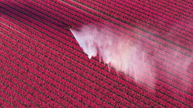 An irrigation sprinkler sprays water across rows of pink tulips in the Netherlands. The aerial view shows the geometric pattern of the flower field. Mist from the water nozzle creates a diagonal line 