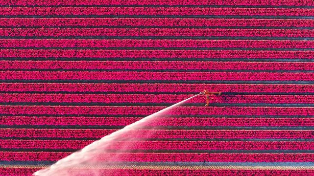 An irrigation sprinkler sprays water across rows of pink tulips in the Netherlands. The aerial view shows the geometric pattern of the flower field. Mist from the water nozzle creates a diagonal line 