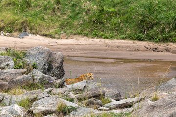 Lioness walks along the rocky edge of a river - Masai Mara National Reserve, Kenya, African wildlife safari photography © TheStorygrapher