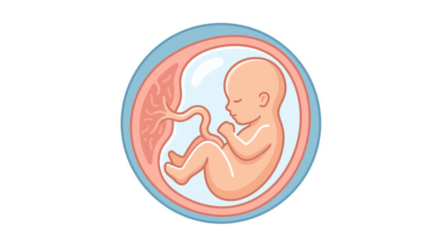 Fetus development in womb, human embryo stage, medical illustration
