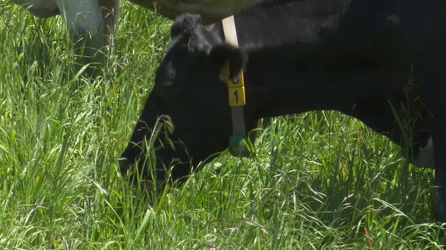 Holstein dairy cow grazing in lush green grass field