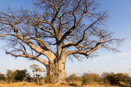 Baobab tree, Zambezi National Park, Zimbabwe, Africa
