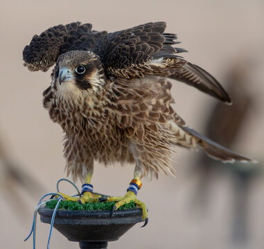 Stunning Saker falcon with sharp eyes perched on a traditional stand, displaying beautiful brown speckled plumage and powerful talons.