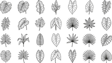 Tropical and Exotic Leaf Collection with Hand Drawn Botanical Foliage Elements and Vintage Nature Illustrations © Minara