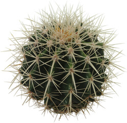 cactus on white © Sabbir