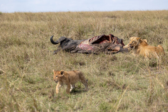 Lioness and cubs feed at an African buffalo carcass on the savannah as a young cub walks in the foreground - Masai Mara National Reserve, Kenya, African wildlife safari photography