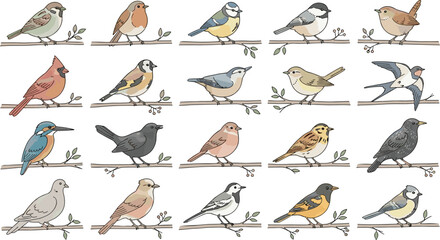 Garden and Songbird Collection with Colorful Perching Birds Wildlife Species and Ornithology Illustrations © Minara