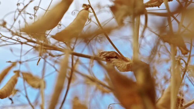 Low angle close-up of ripe, dry winter pea pods and curly tendrils on stalks against a blue sky before harvesting.