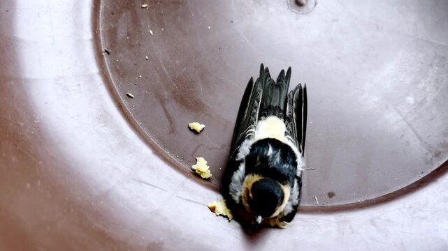 Baby Swallow in Critical Condition Showing Fragile Wildlife, Bird Rescue, Conservation Awareness and Natural Survival Struggle in Outdoor Environment