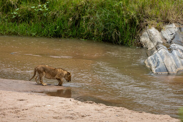 Lion cub steps toward the shallow water at a river edge - Masai Mara National Reserve, Kenya, African wildlife safari photography © TheStorygrapher