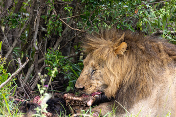 Adult male African lion feeds on a carcass in the shade of dense bush - Masai Mara National Reserve, Kenya, African wildlife safari photography © TheStorygrapher