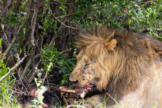 Adult male African lion feeds on a carcass in the shade of dense bush - Masai Mara National Reserve, Kenya, African wildlife safari photography