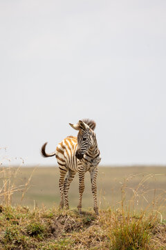 Young plains zebra foal stands on a grassy mound flicking its tail - Masai Mara National Reserve, Kenya, African wildlife safari photography