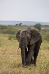 Fototapeta premium African bush elephant walks toward the camera through savannah grassland - Masai Mara National Reserve, Kenya, African wildlife safari photography