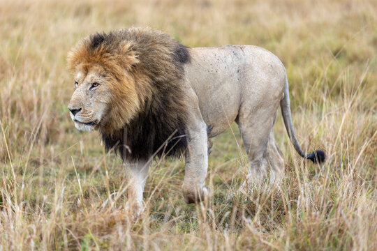 Adult male African lion walks through savannah grass - Masai Mara National Reserve, Kenya, African wildlife safari photography