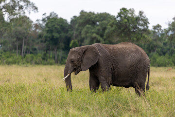 Fototapeta premium Single African bush elephant stands in profile feeding in savannah grass - Masai Mara National Reserve, Kenya, African wildlife safari photography