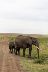 Obraz premium Adult African elephant stands beside a dirt track with its calf following behind - Masai Mara National Reserve, Kenya, African wildlife safari photography