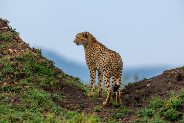 Cheetah stands on a raised mound and looks out across the savannah - Masai Mara National Reserve, Kenya, African wildlife safari photography © TheStorygrapher