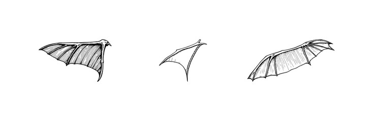 Hand-drawn scientific illustration of a fossilized pterodactyl wing, paleontology detail, vintage etching style, white background. set with simple line art design featuring line art, illustrations,... © Md