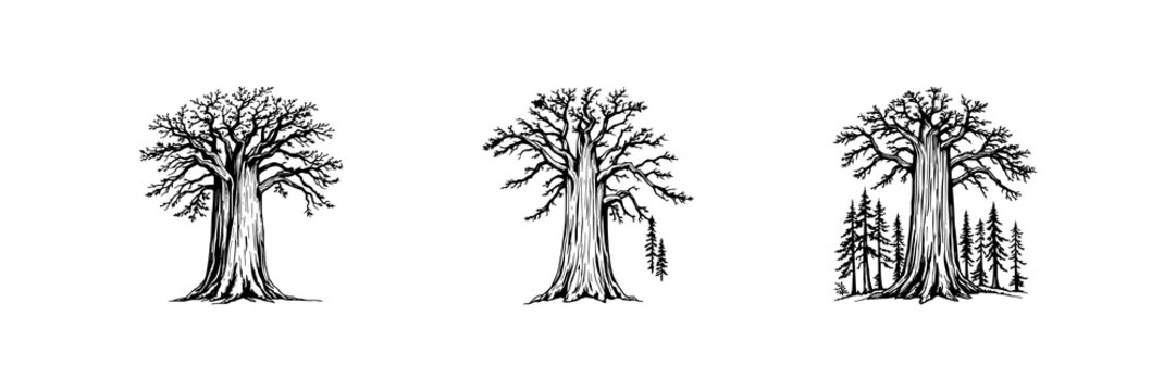 Vintage ink sketch of a giant Sequoia tree, ancient nature preservation theme, detailed bark texture, white background. set with simple line art design featuring sketches, drawings, vector graphics...